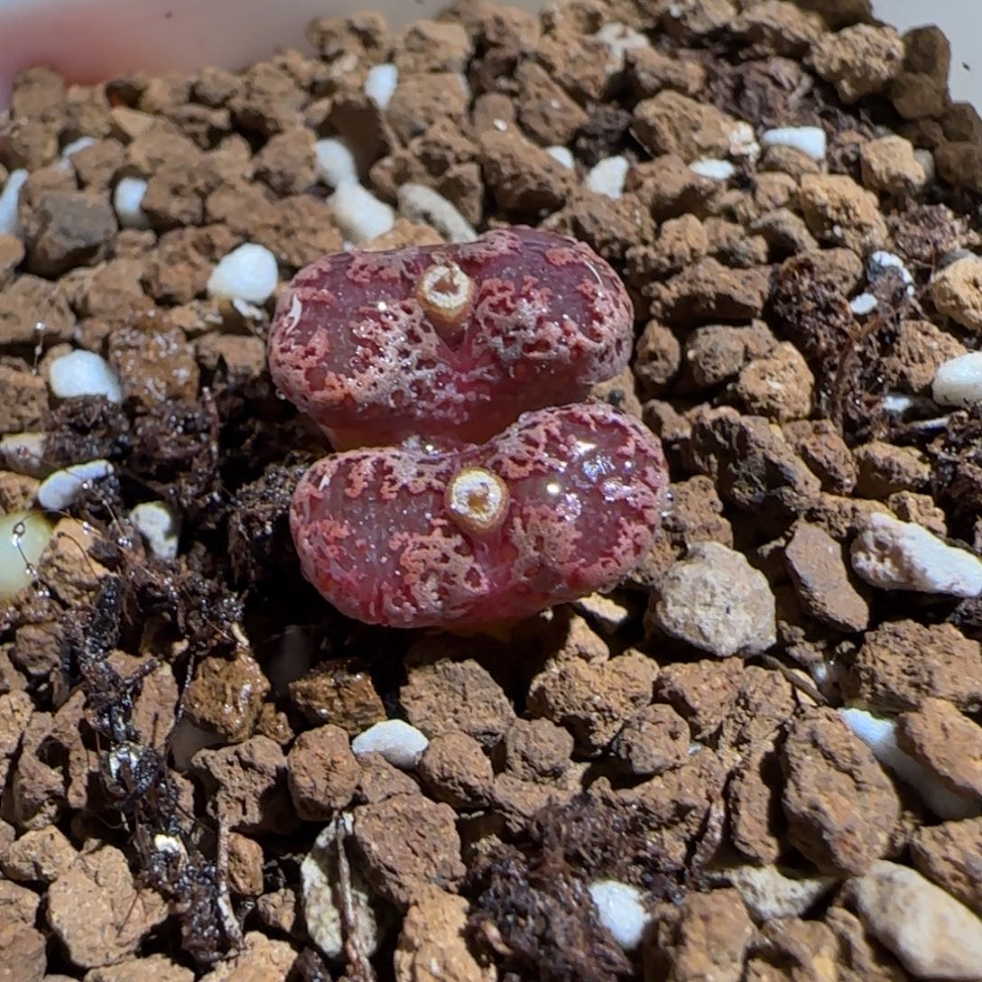 肉锥多肉植物组合-3km勋章333
