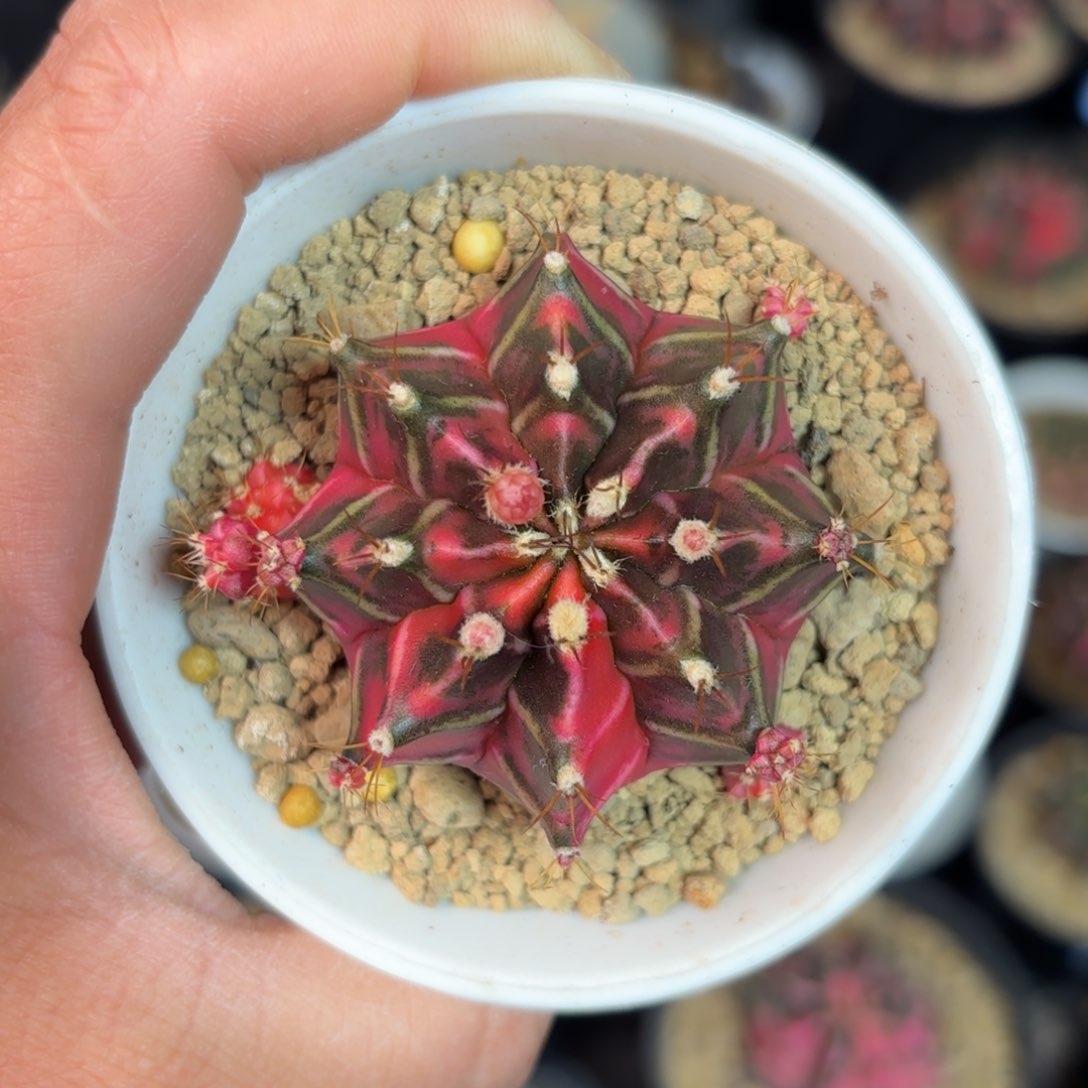 泰系米哈仙人球7