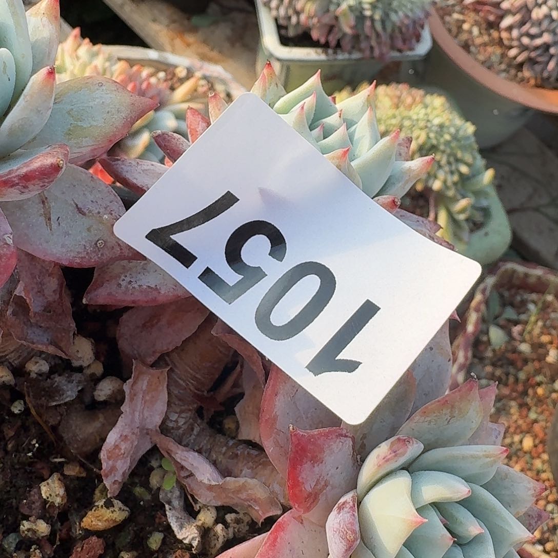 寒**花331616166464646464
