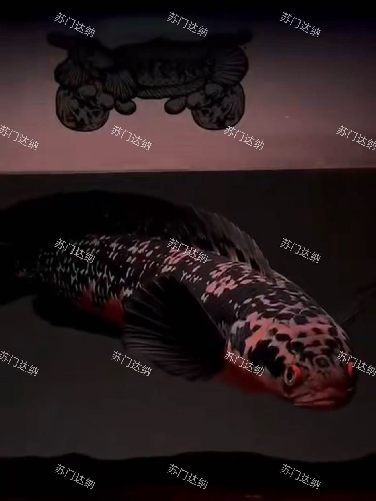 观赏鱼苏门达蜡黄魔神鱼苗(10/13）