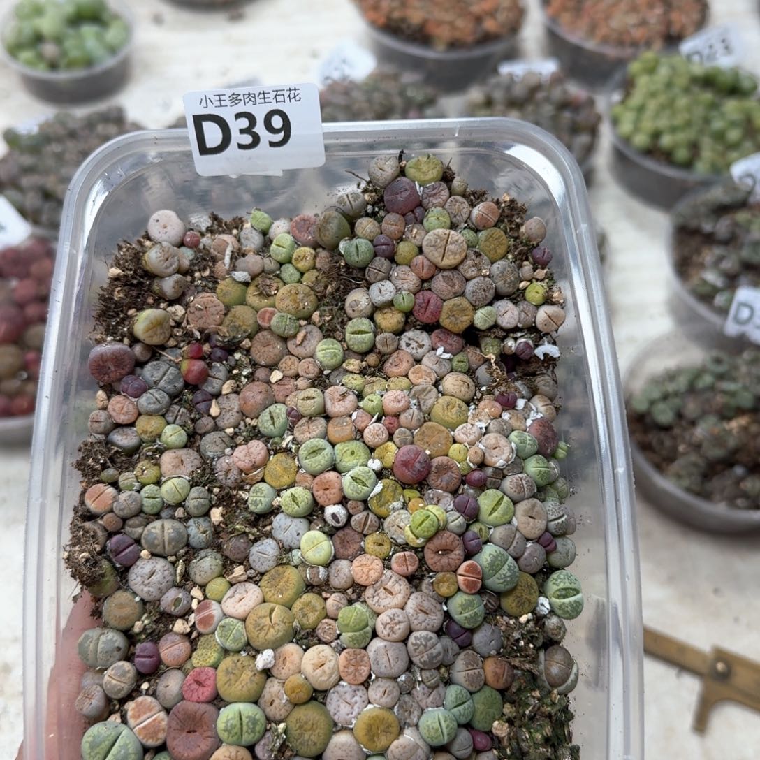 39。 彩混合一大盒