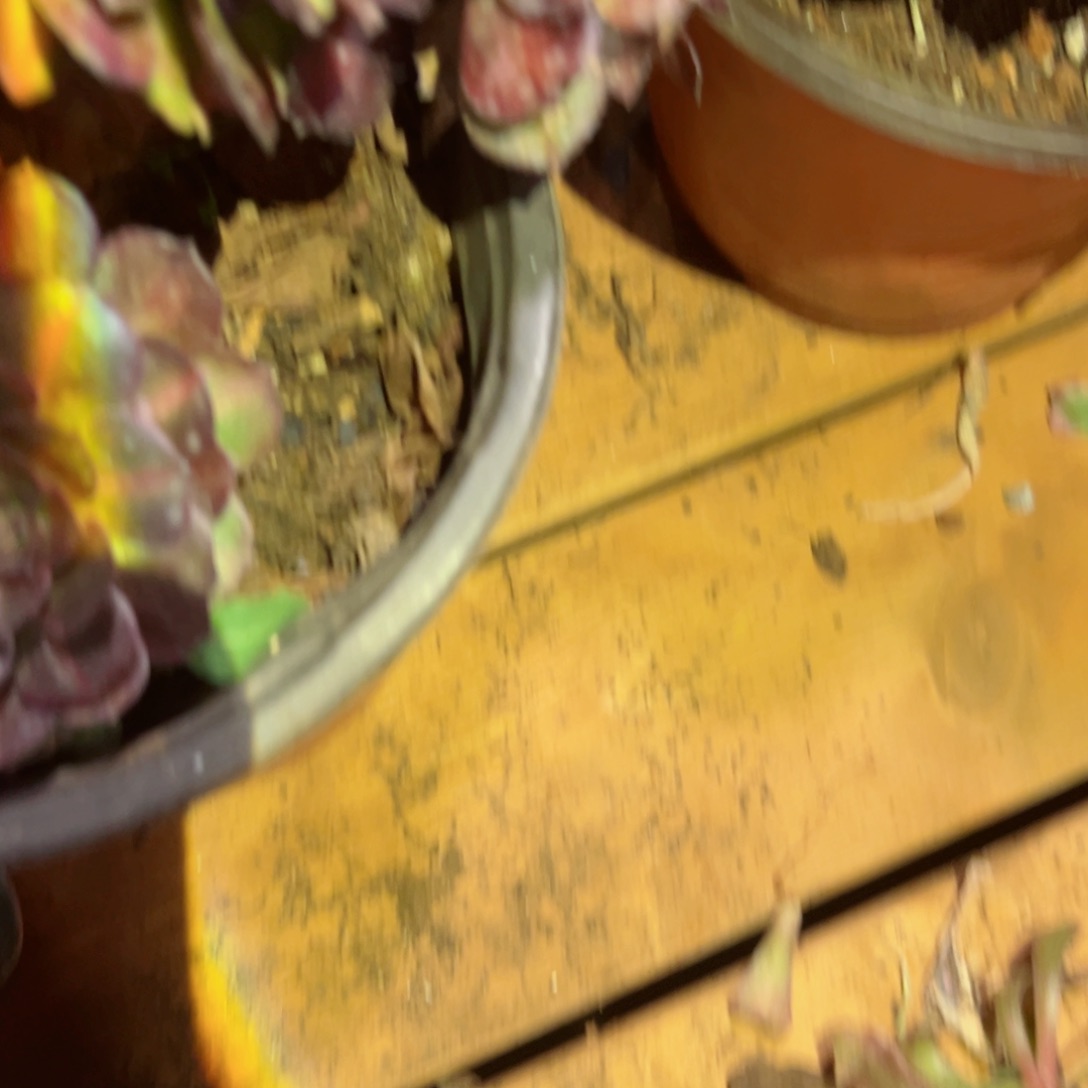 577 号多肉植物法师新年福利