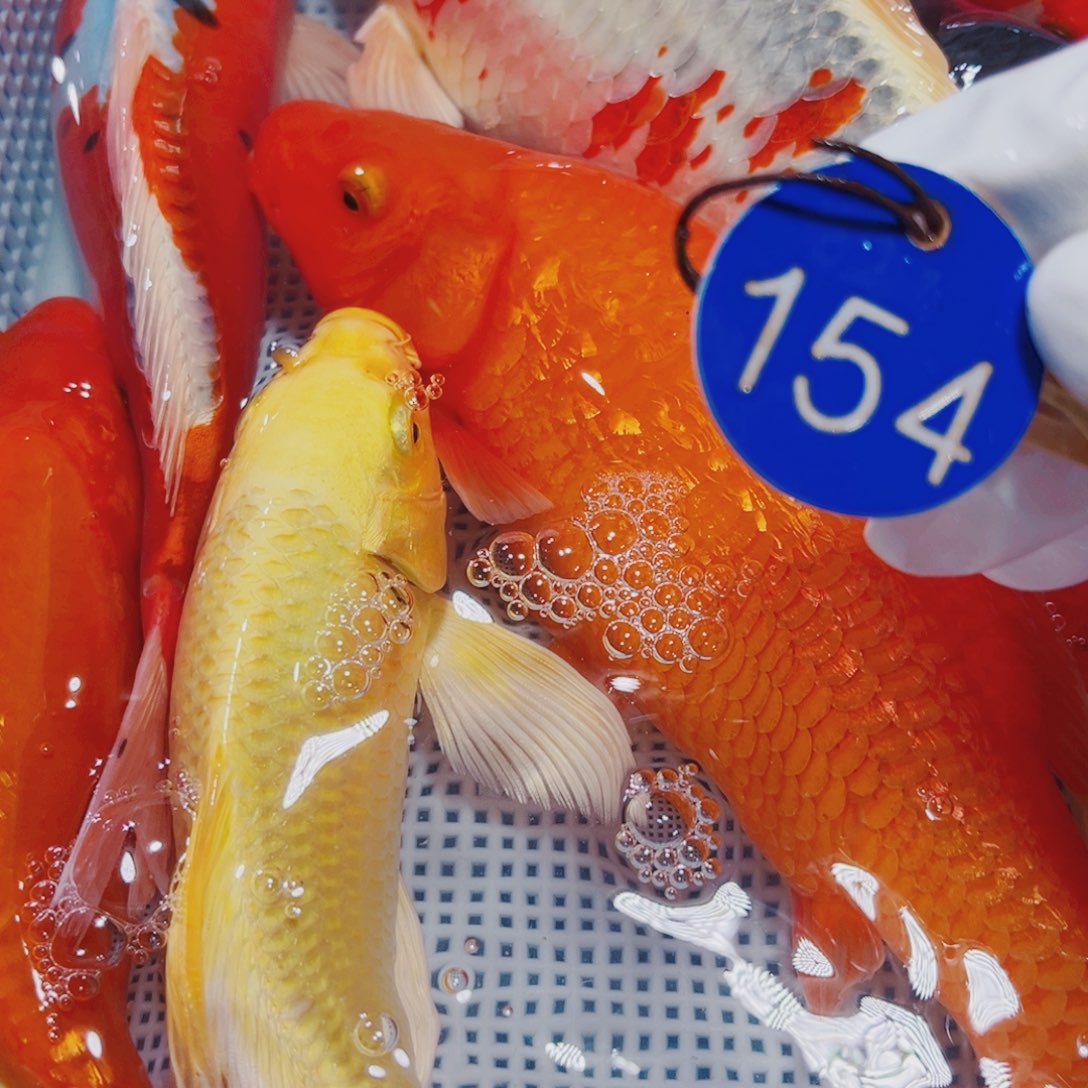 锦鲤154锦鲤观赏冷水鱼