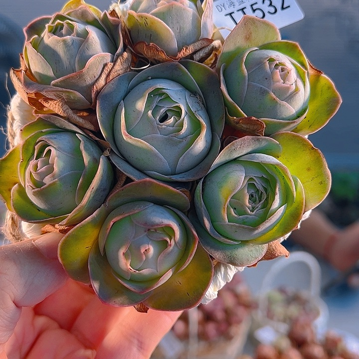 TT532玫红4万X各种。花篮。 