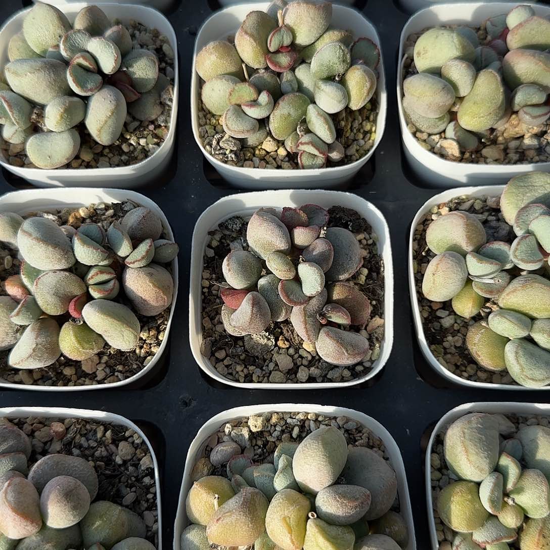 硬叶白蛋量拍多肉