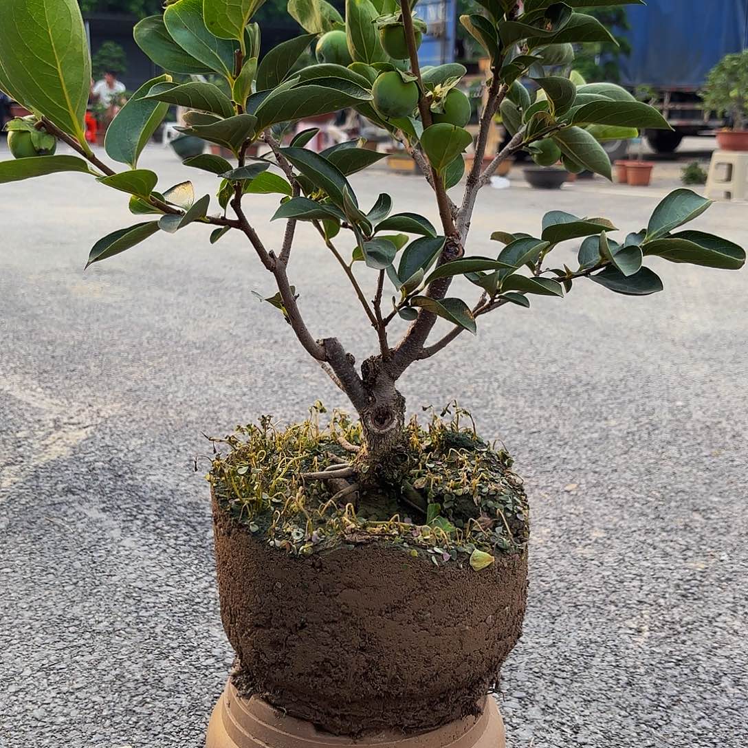 完全开放柿树盆景造型盆栽花卉