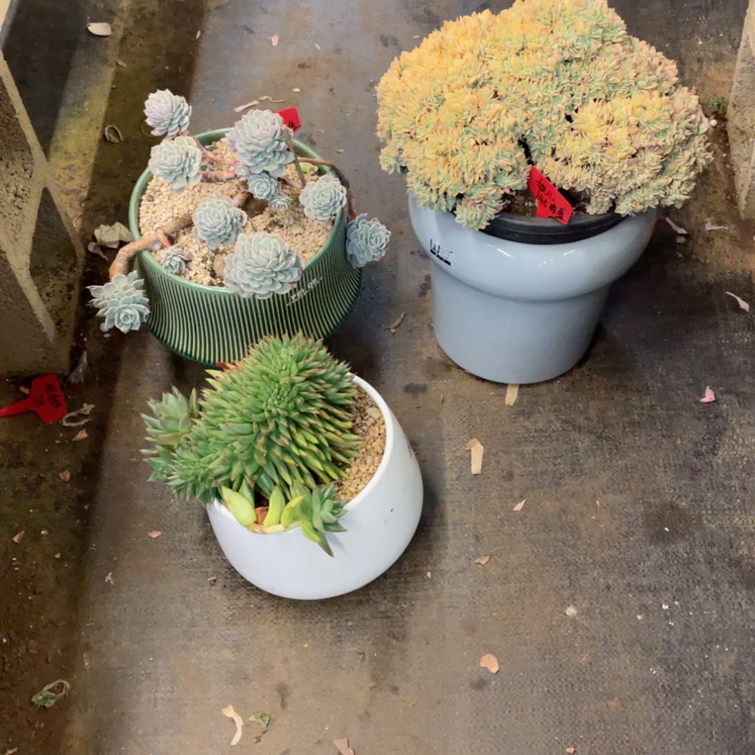 妞儿，两颗，物流，，