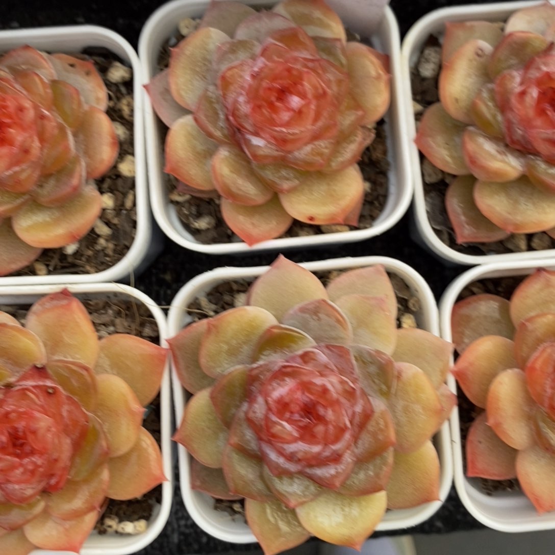 628-精品珍妮糖心涟漪一个