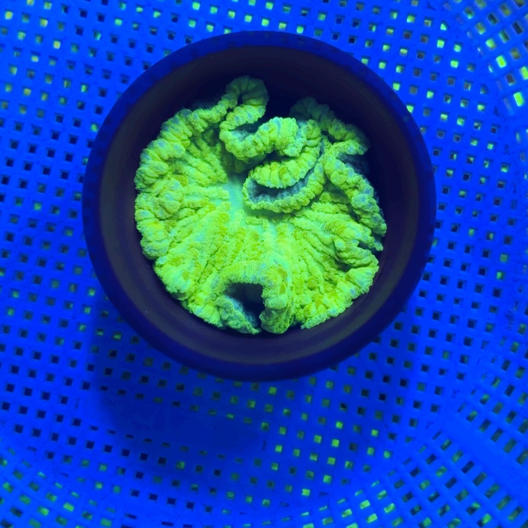 殇***木纽扣珊瑚地毯一颗