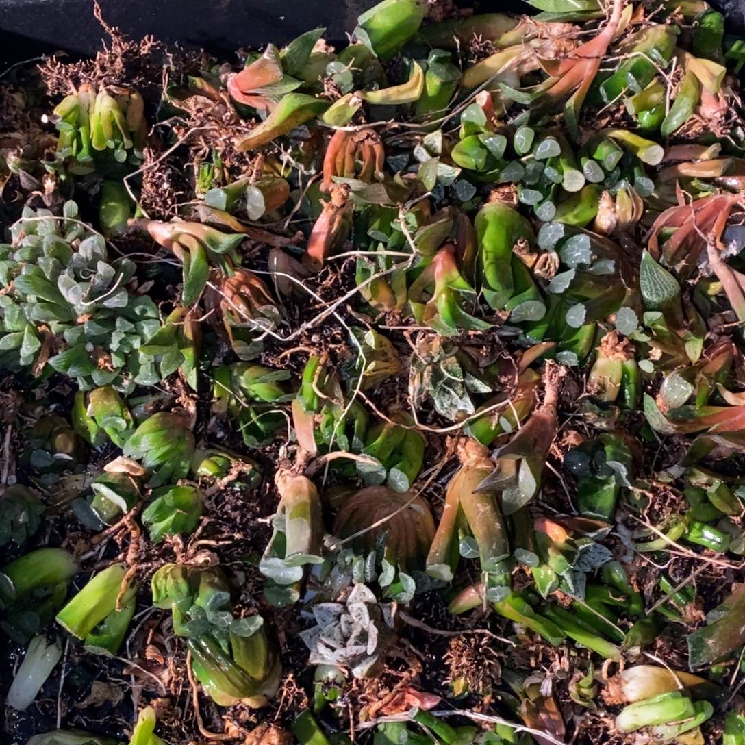 2935 这筐里随机一颗 啥都有 元旦整点开盲盒福利