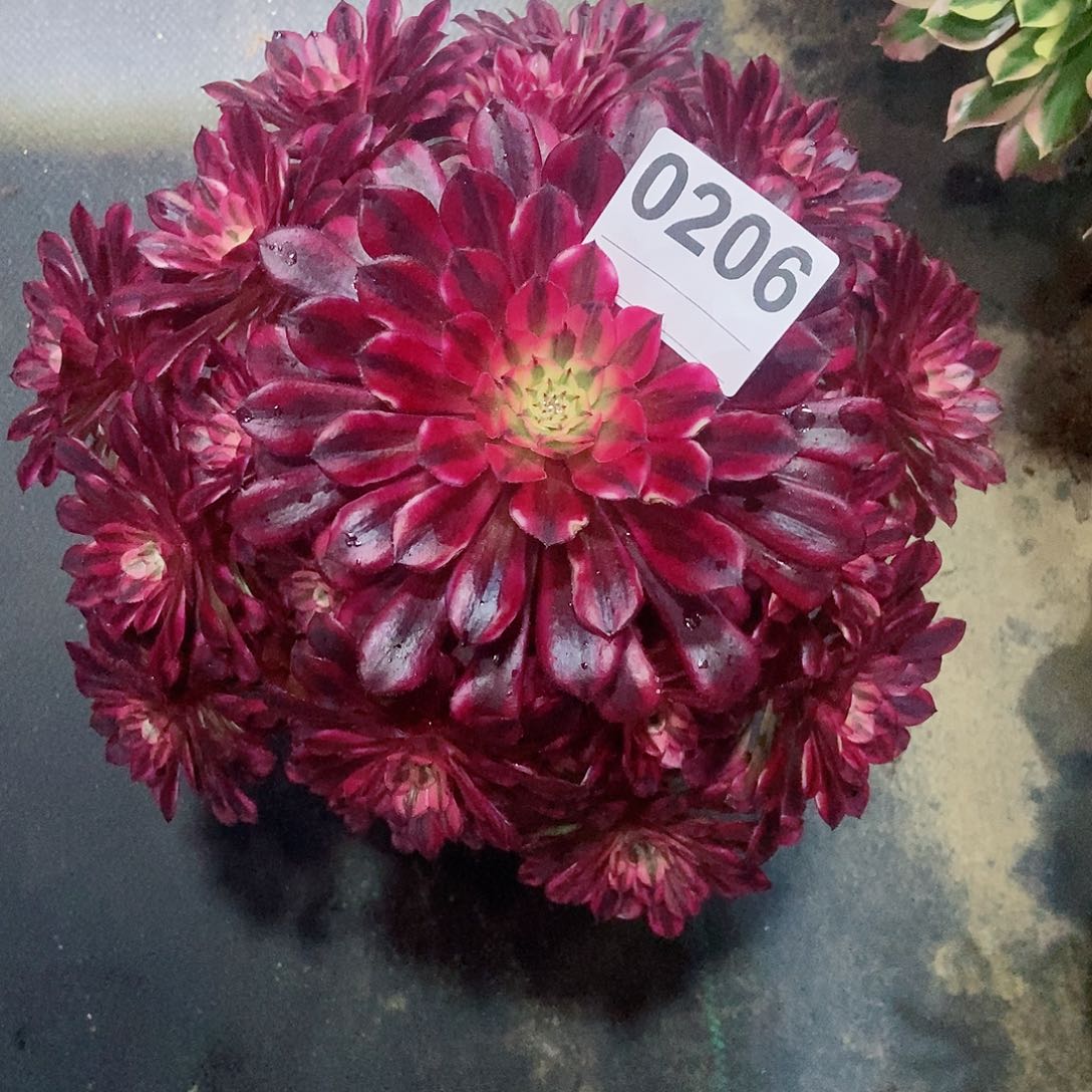 红陶/***/0206黑铜白4多肉