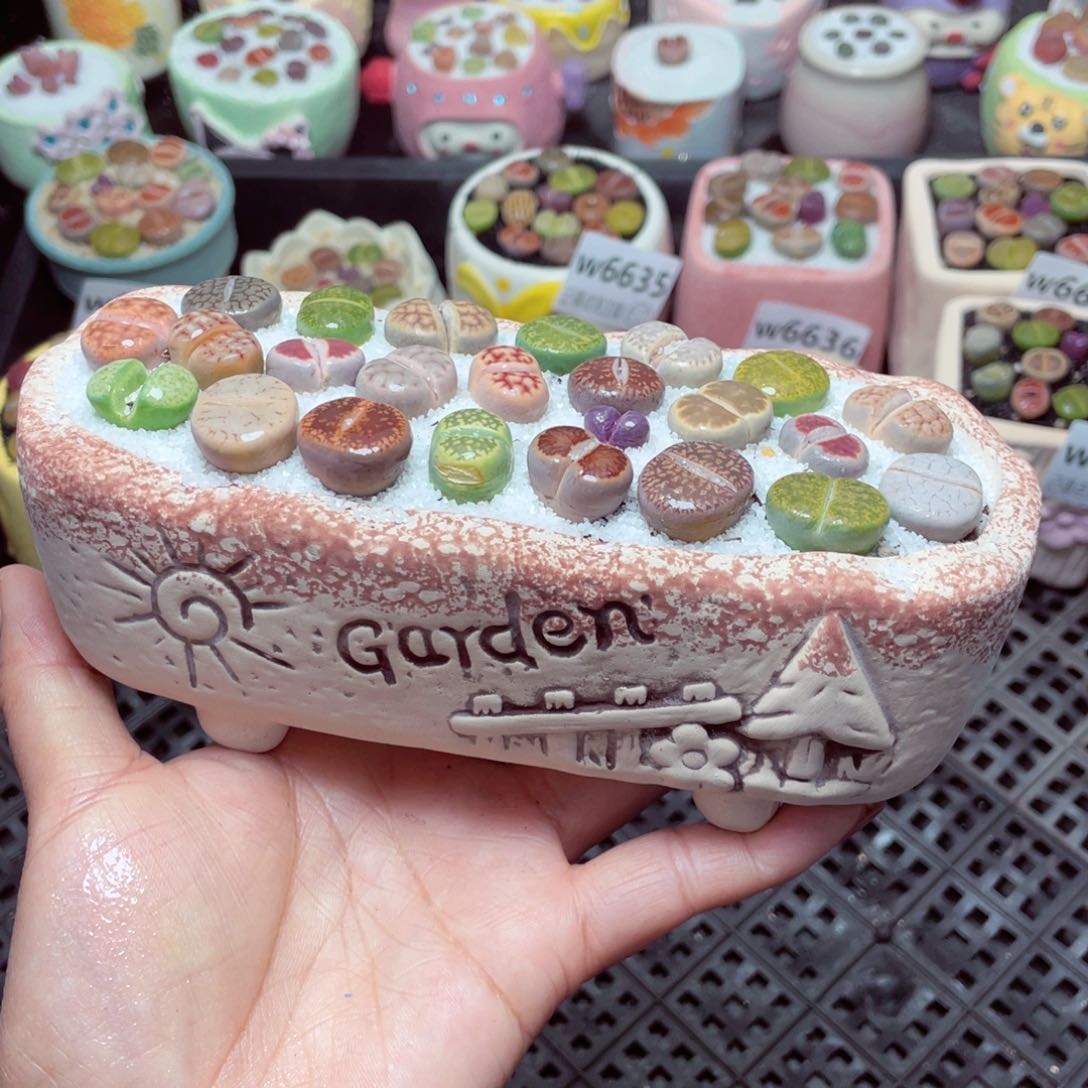 w6642 -零下地区拍保温箱-15支持寄养