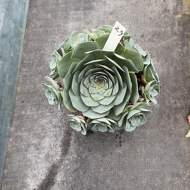 山地玫瑰一物一拍，脱土发，29号，不包断侧芽