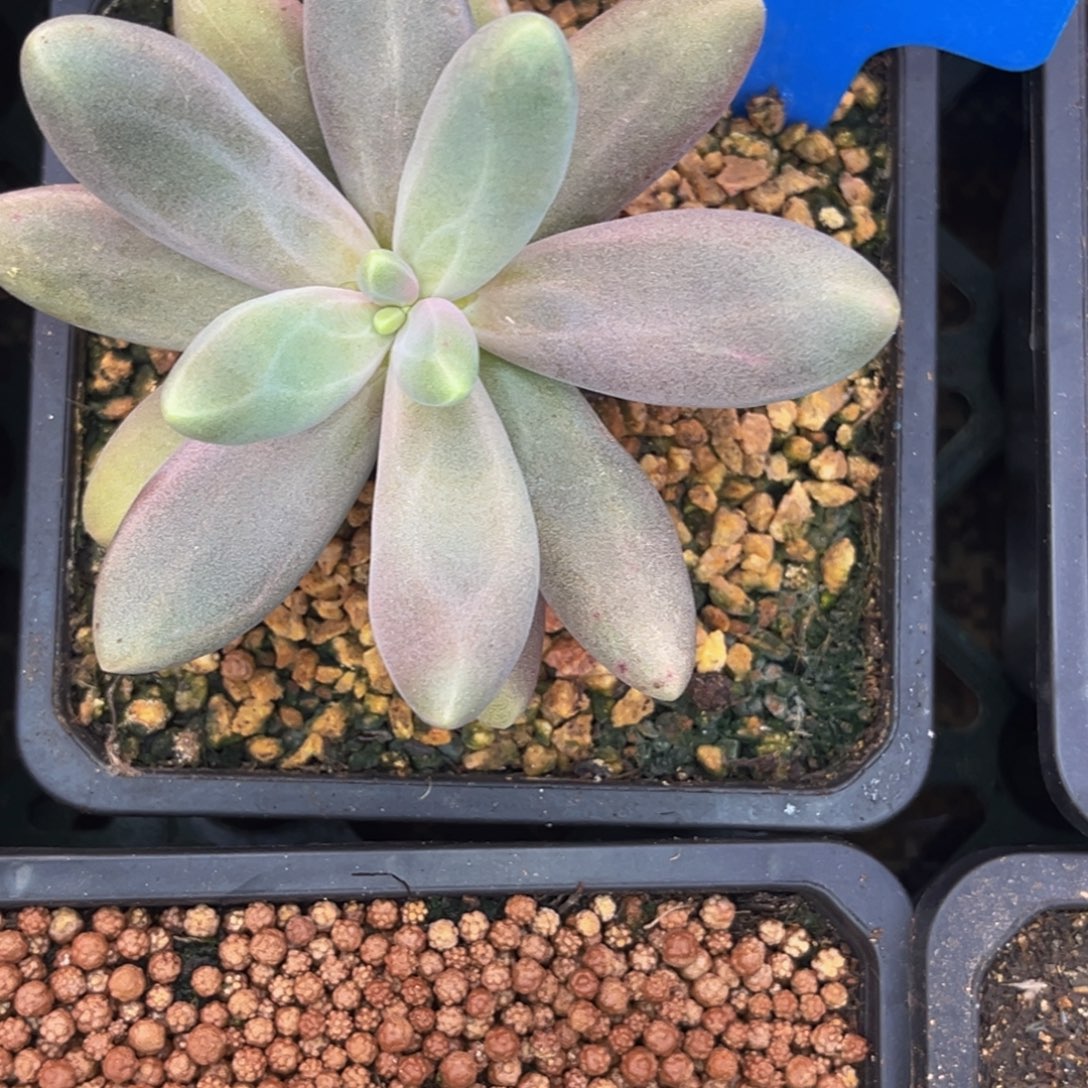 壹***二0406号早上多肉植物群生