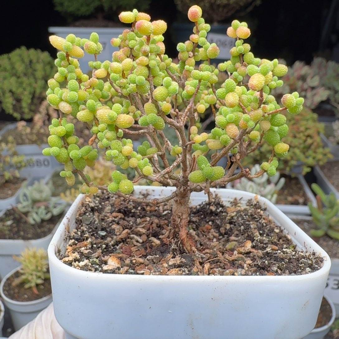 A073金桔福利一颗