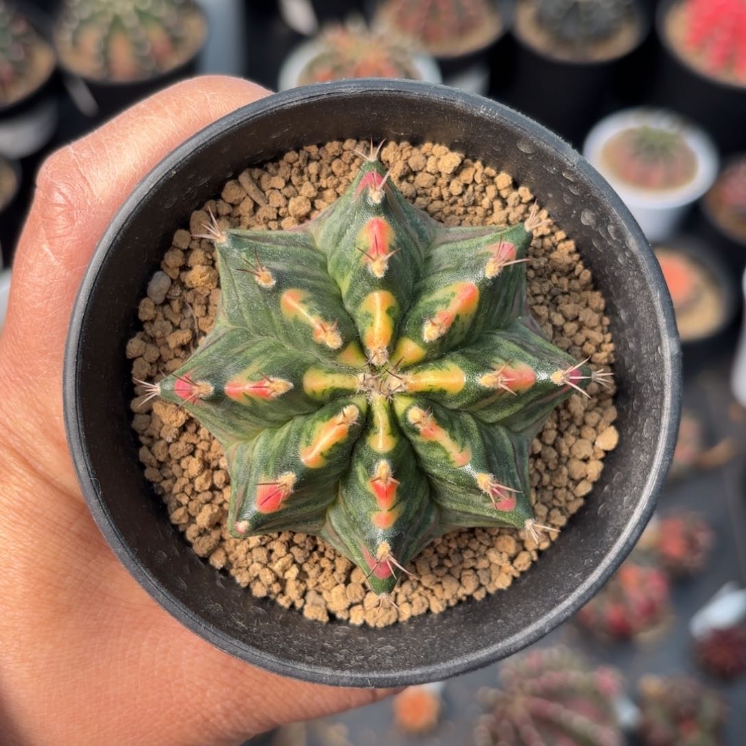 泰系米哈实生仙人球