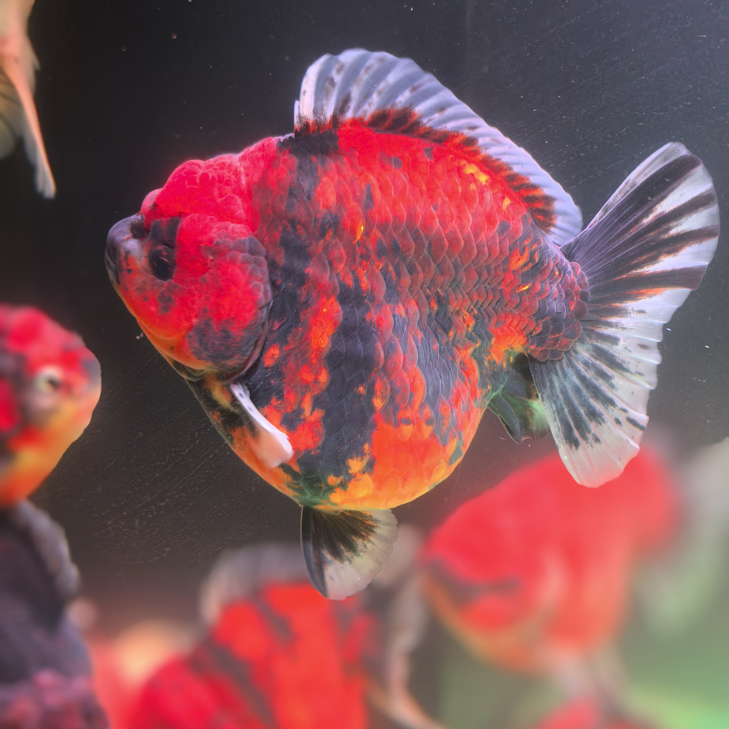 精品将军泰狮浩克体鱼将军鱼大鱼活鱼观赏鱼金鱼