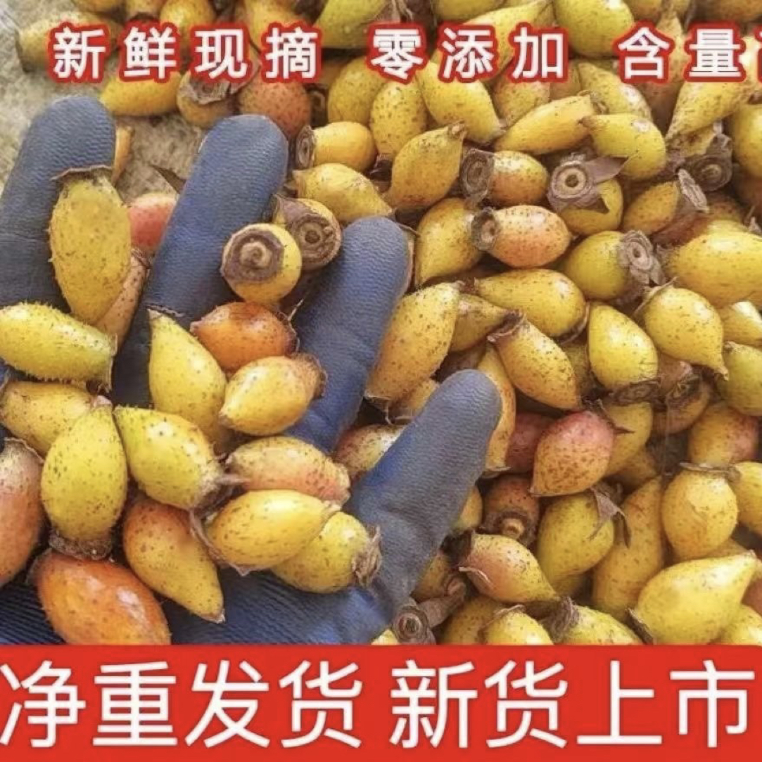 新鲜金樱子鲜果可用于泡酒的刺子果泡水煲汤