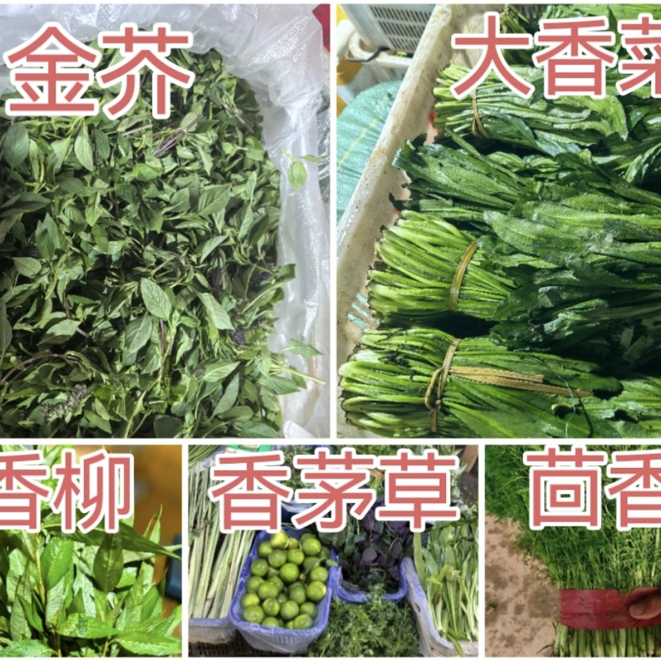 云南德宏新鲜野佐料金芥➕大香菜➕香柳➕香茅草➕茴香各100克空运