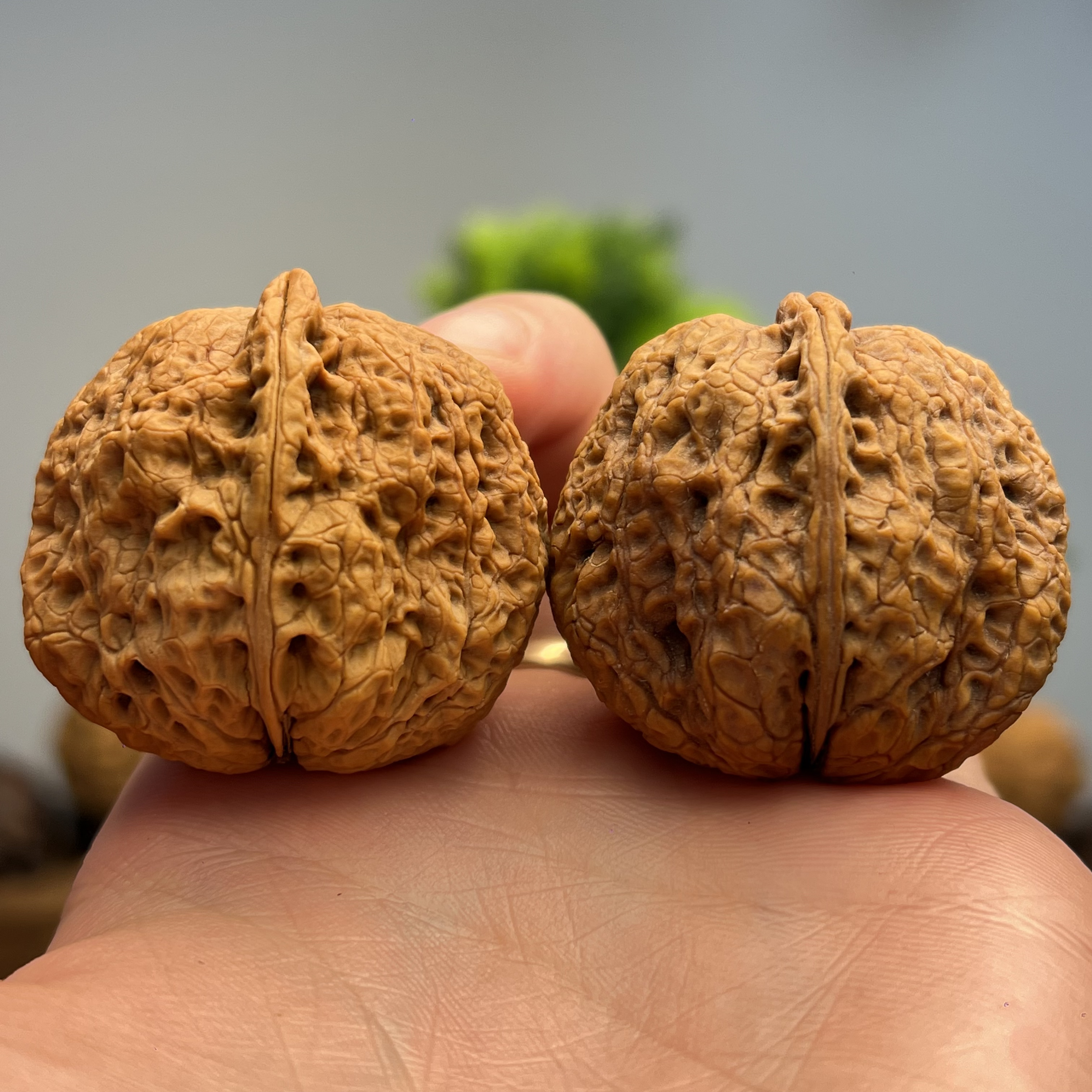 41mm返油对2-云南铁核桃一物一图产地直发