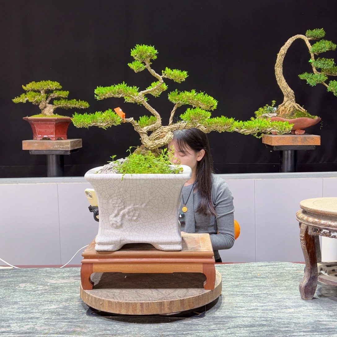 绿植黄杨盆景盆景