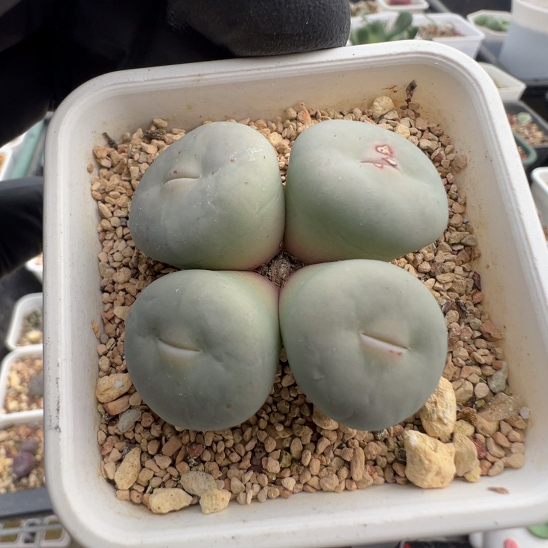 558号超级大奶油嘟嘟嘴。         