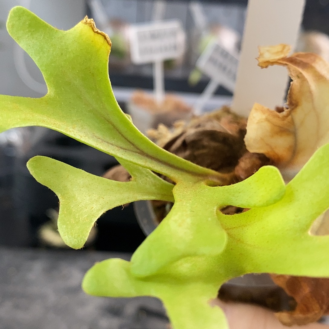 无花朵宽叶亚猴鹿角蕨
