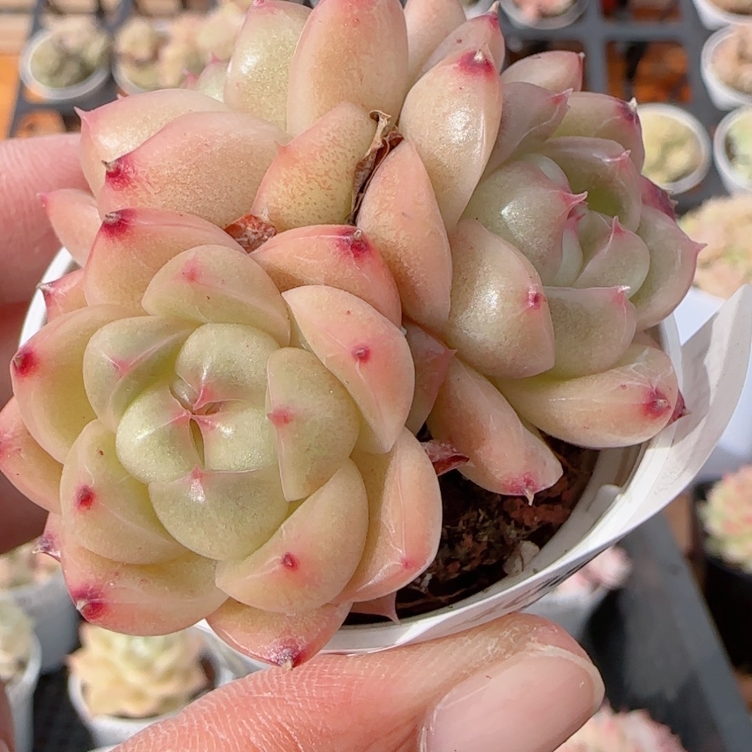 花语多肉1224-408散