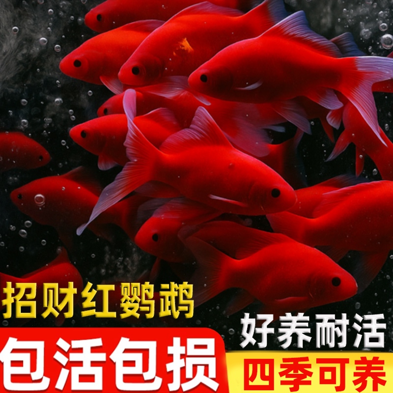 纯种冷水鹦鹉招财红色观赏鱼活鱼好养耐活淡水红草婚纱鱼观赏鱼