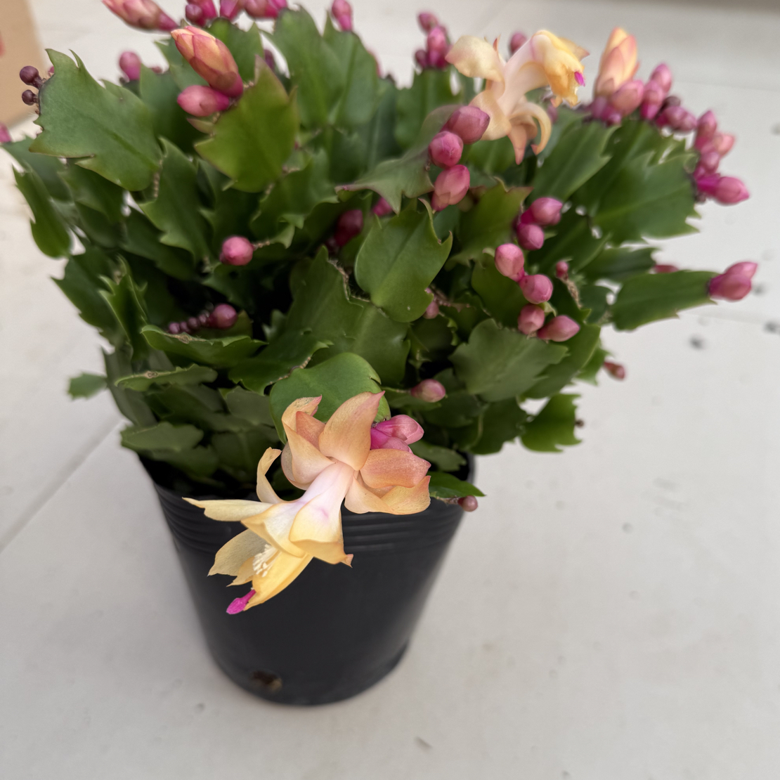 索菲亚金色蟹爪兰盆栽