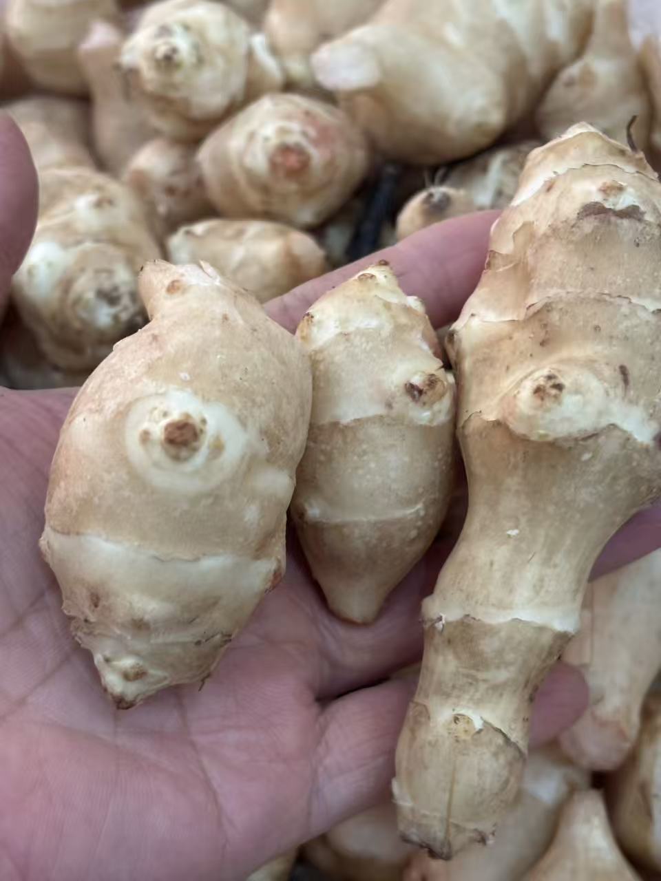 江西余干新鲜现挖洋生姜不辣可腌制泡菜菊芋农家蔬菜