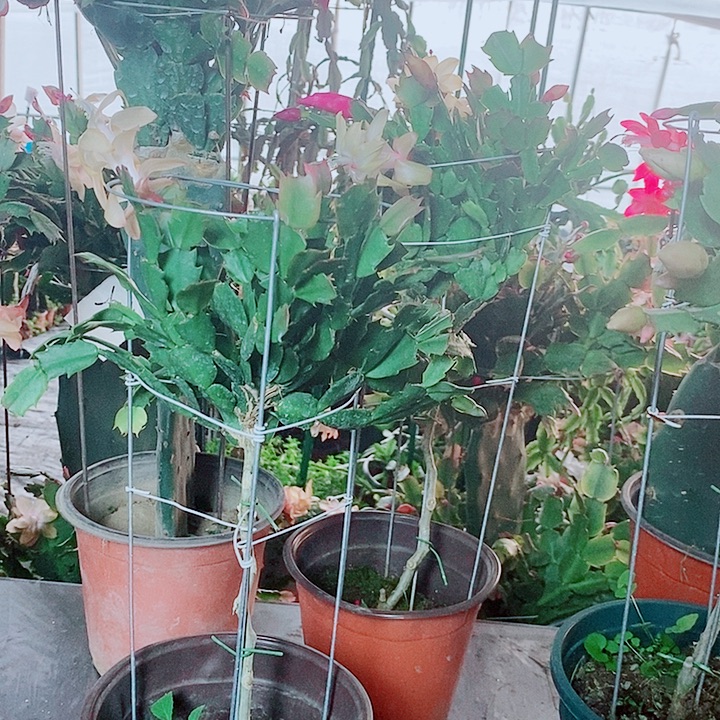 陈***敏无花朵叶仙嫁接一物一拍