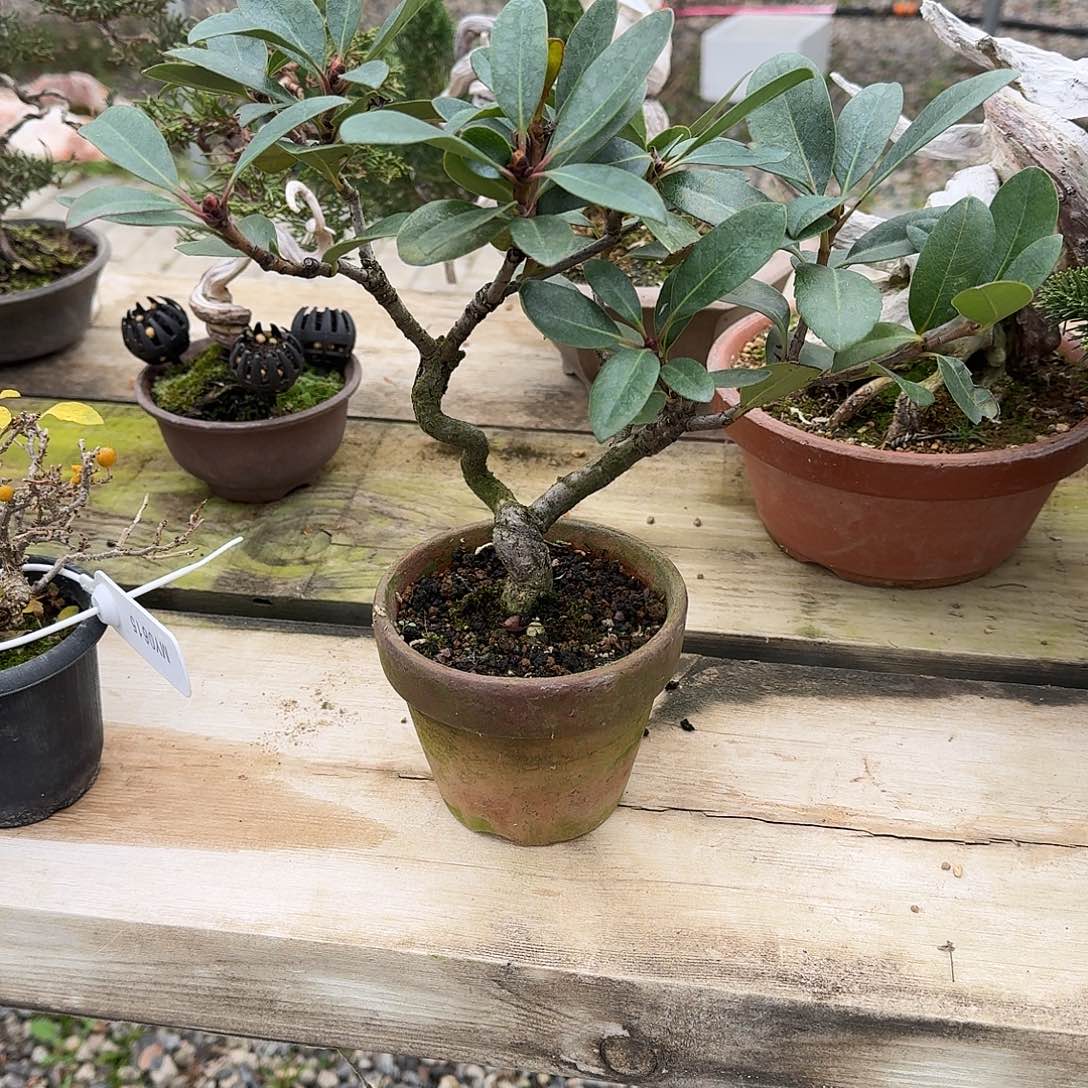 ᥫ***秋无花朵顺丰到付不包邮