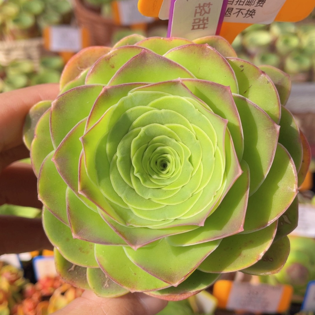 轻甜414一物一拍