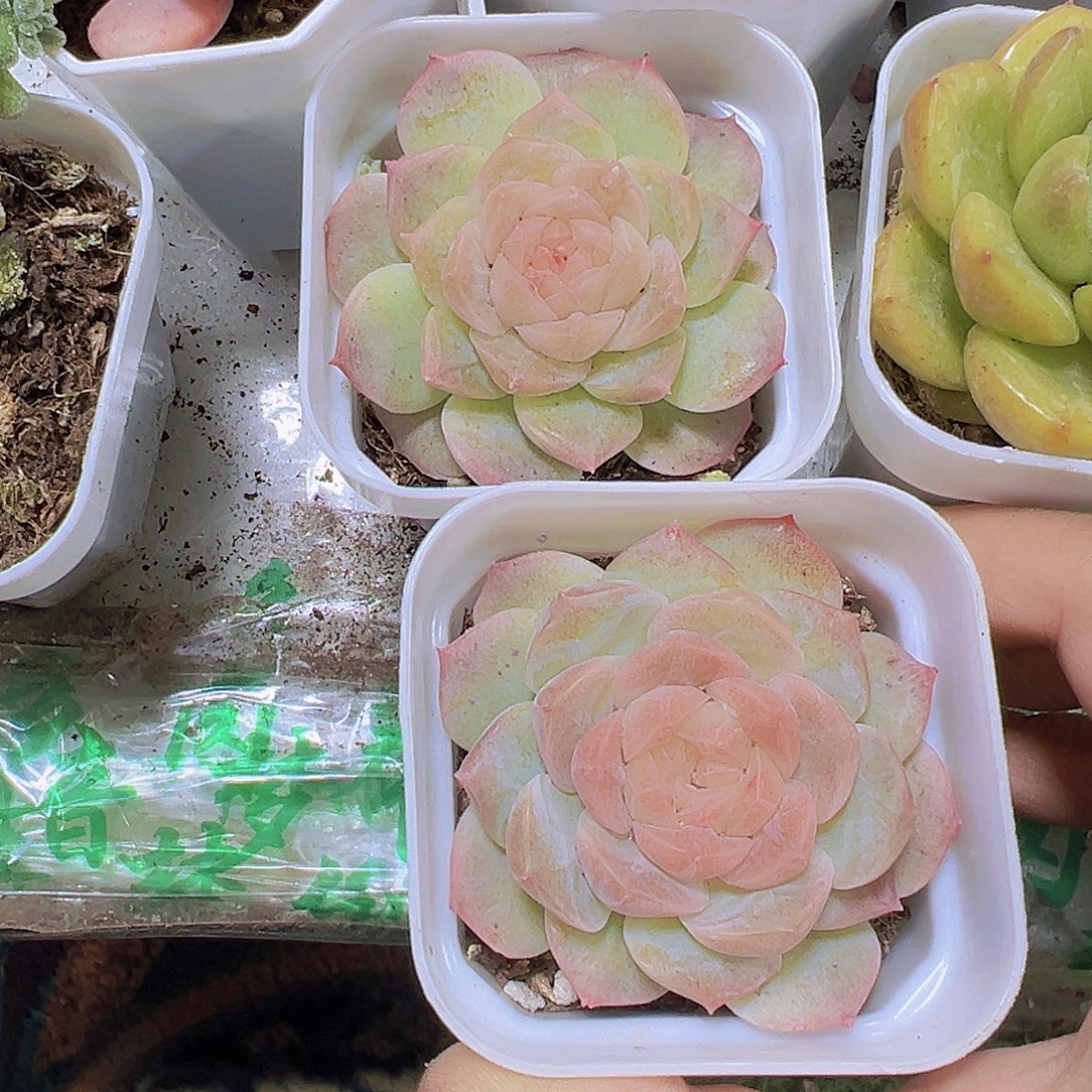 冰心泡影19包邮多肉植物