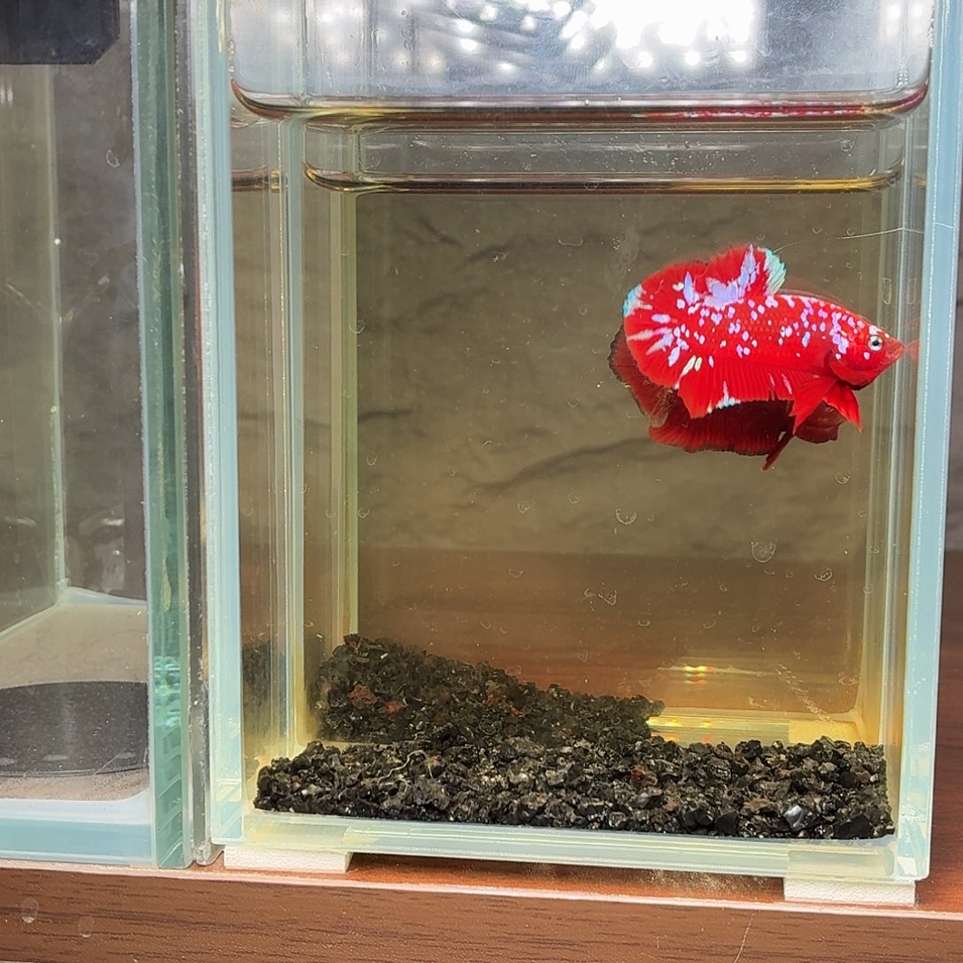 斗鱼彩金将军公鱼