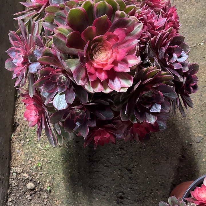 多肉植物黑膜锦…………