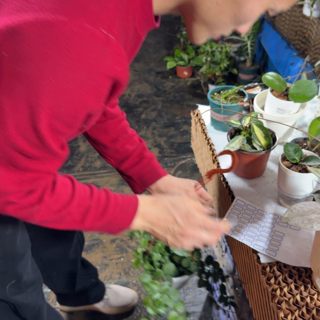 浩***浩无花朵杂匍球兰中苗