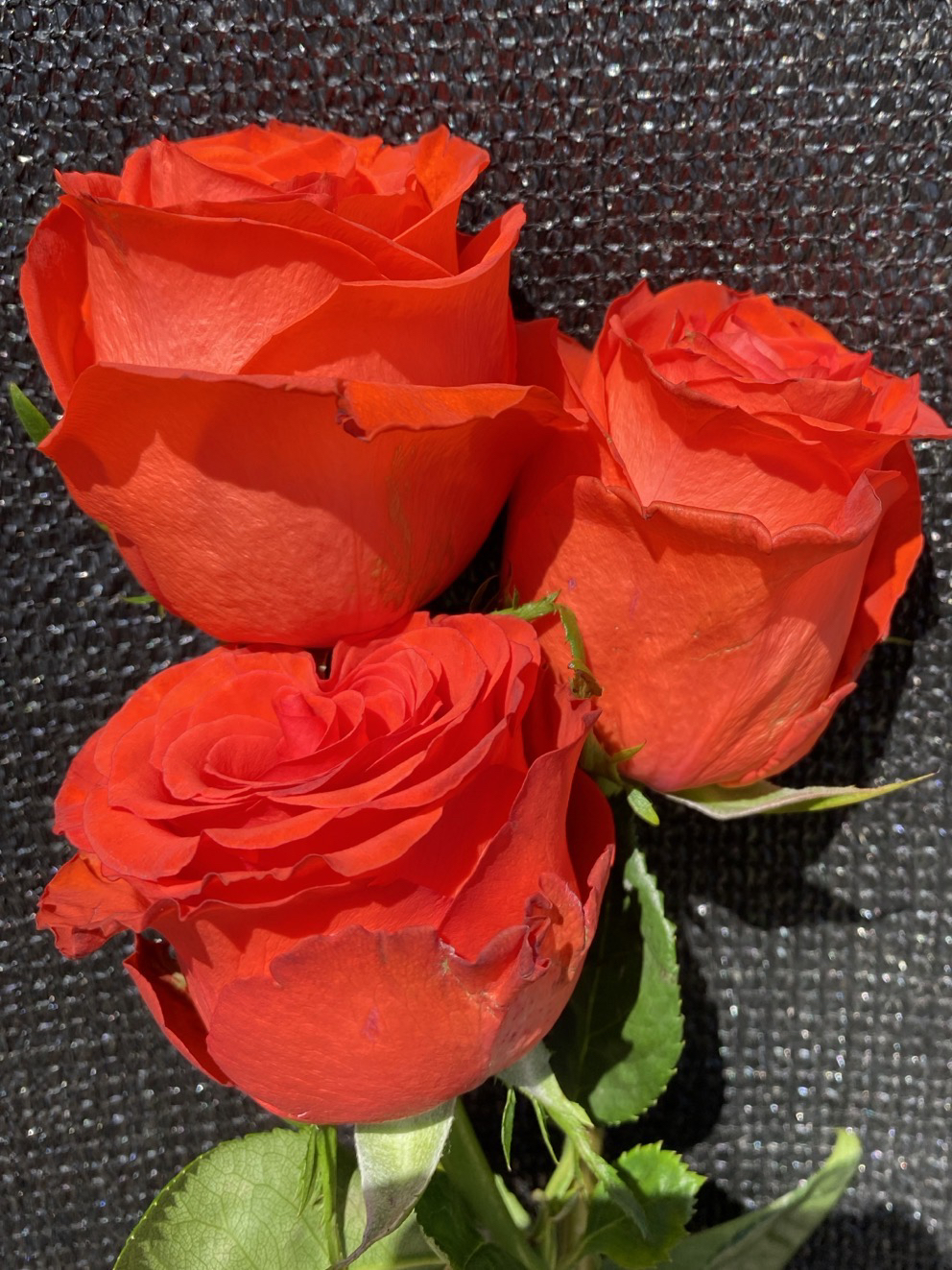 [张超家] 预览链接四 根接苗月季原盆原土