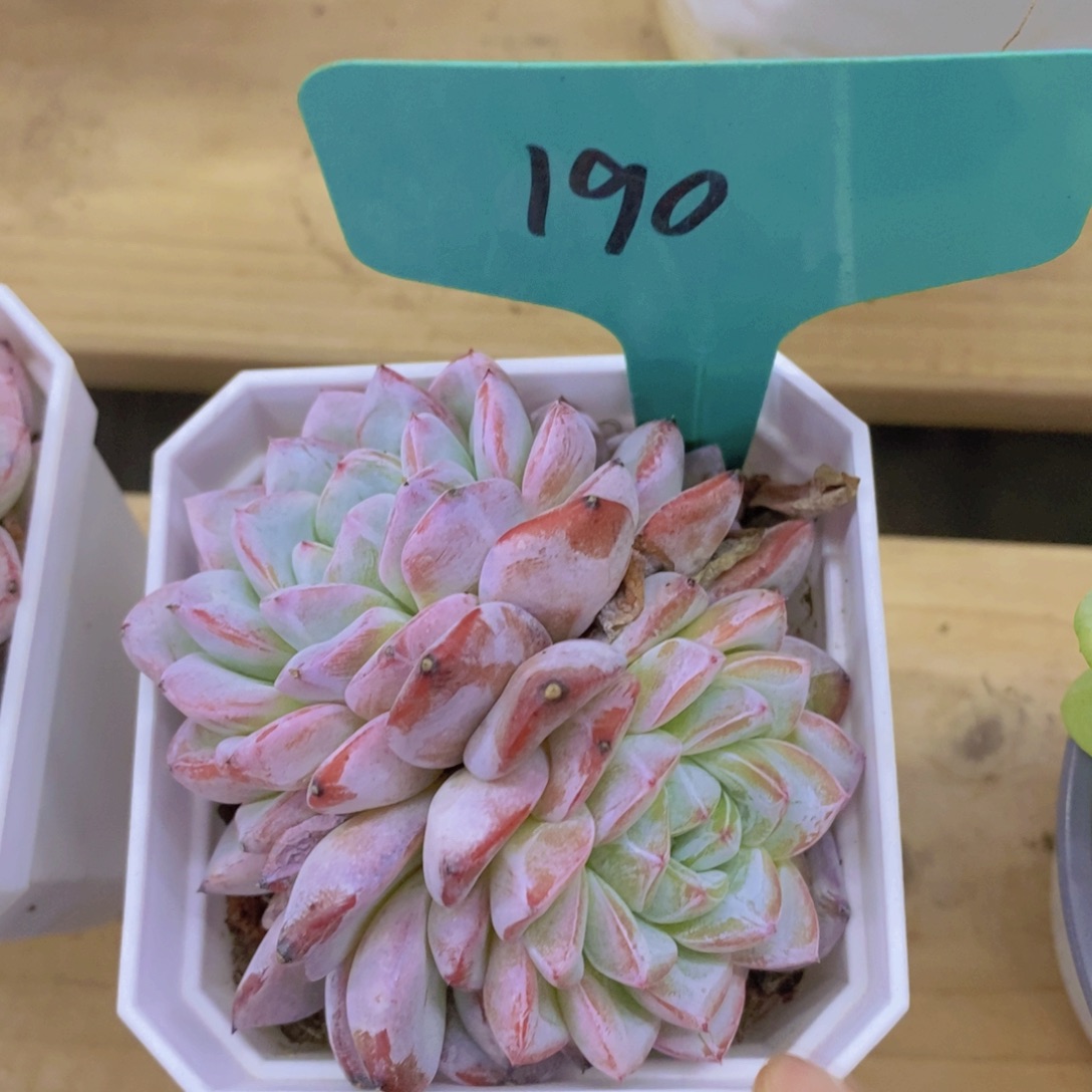 不保证整散，介意勿拍，不包售后