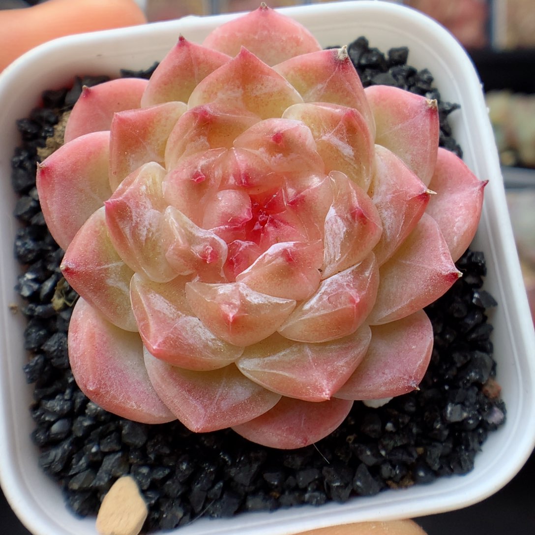 多肉植物。 冰魄43