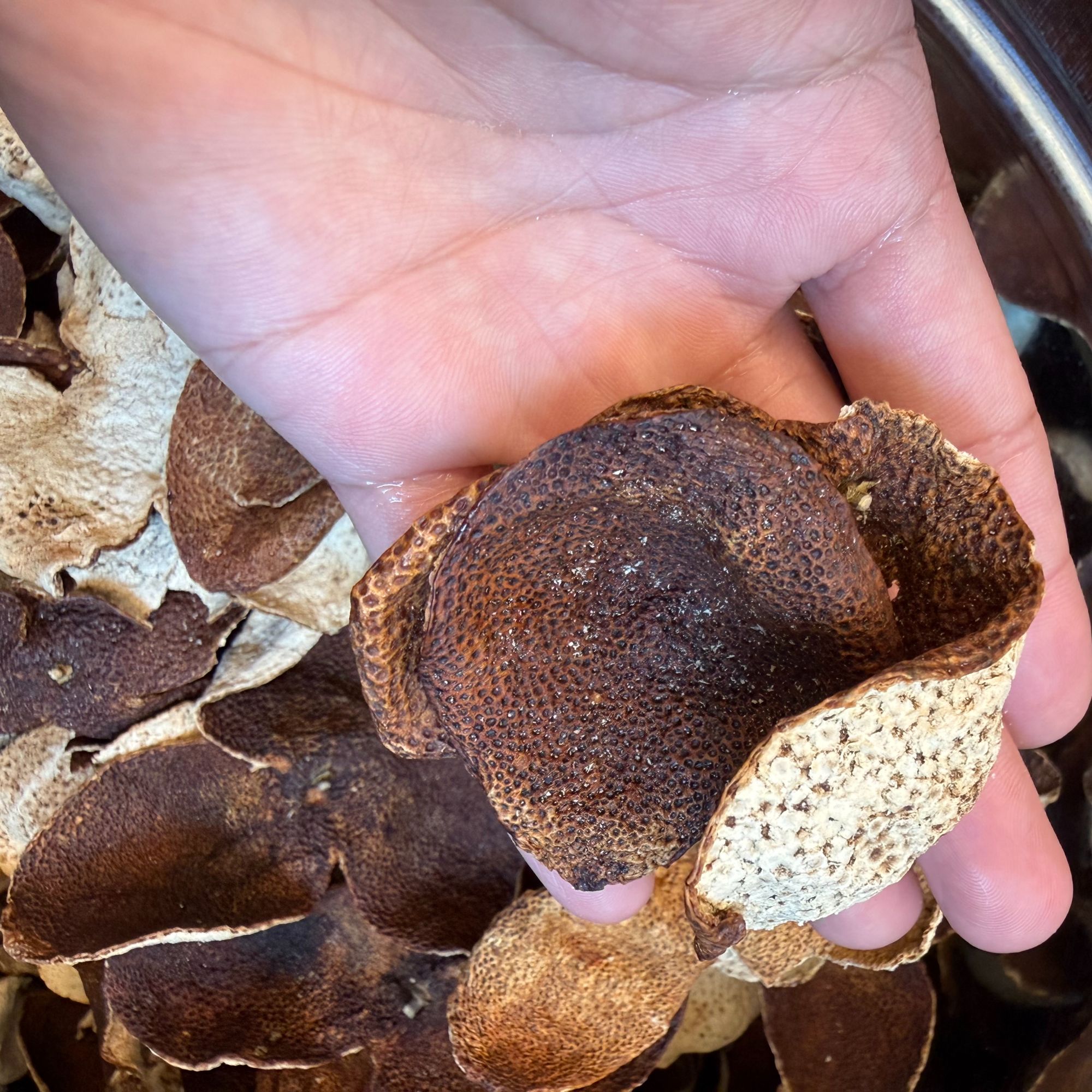 新会陈皮各年份断片