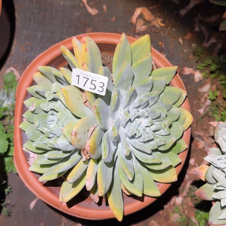 3代杂交仙女杯多肉福利