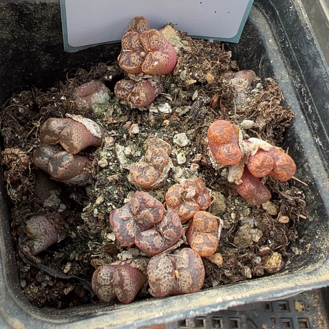 18-36肉锥多肉植物