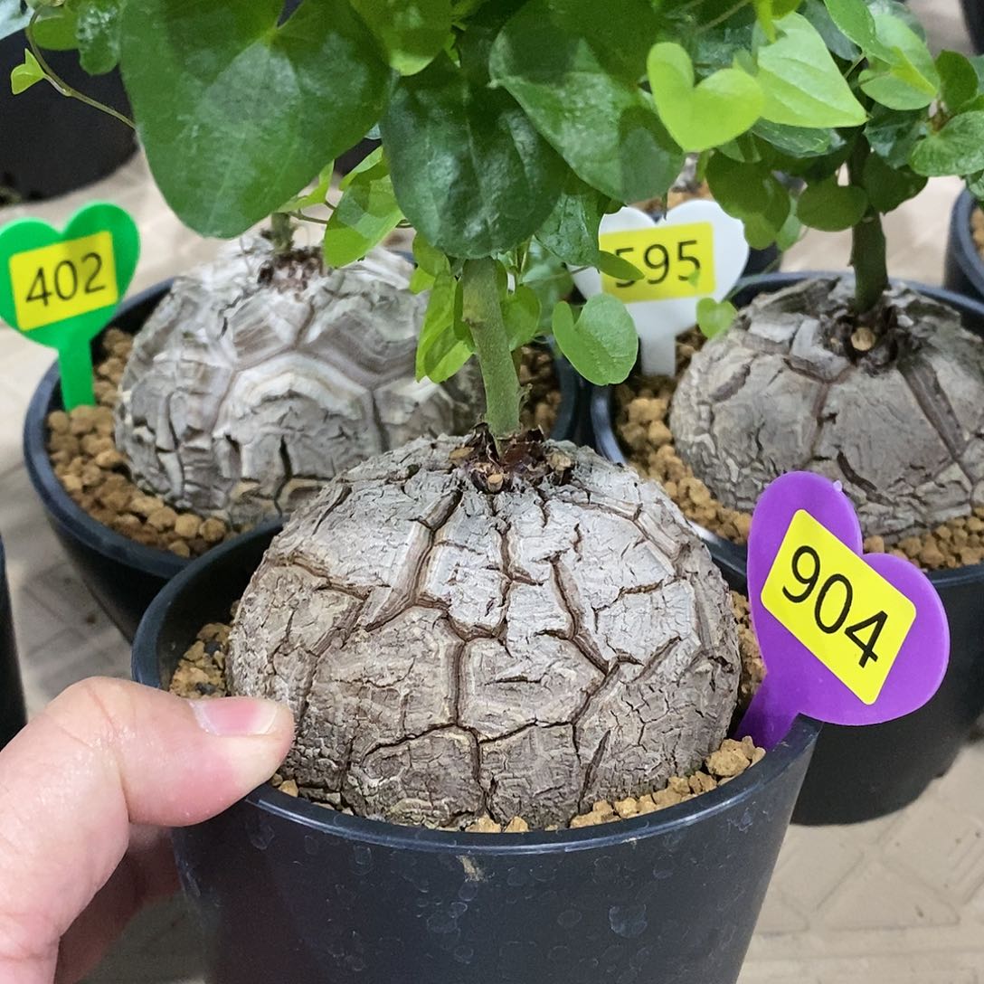 南非龟甲龙龟甲龙