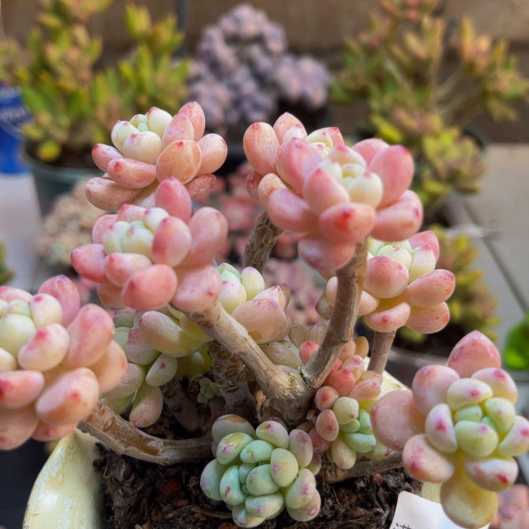 840白罗琦10cm多肉植物