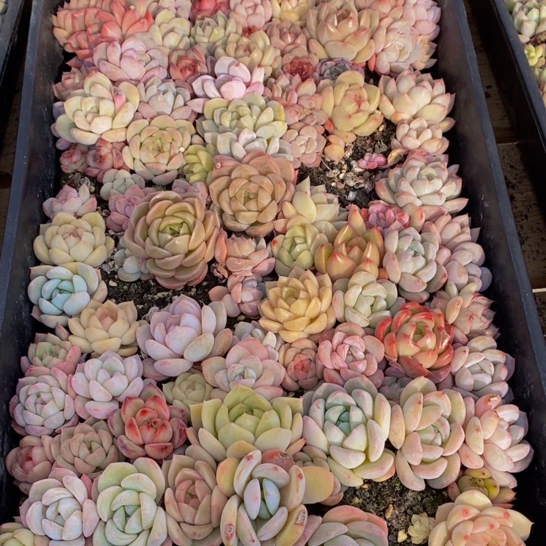 453的人生态度是一种