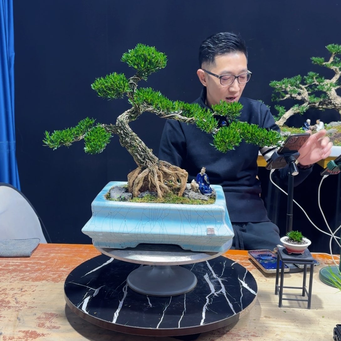 黄杨室内室外盆景艺术