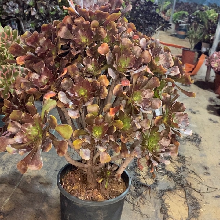 灰圆叶多肉植物22 