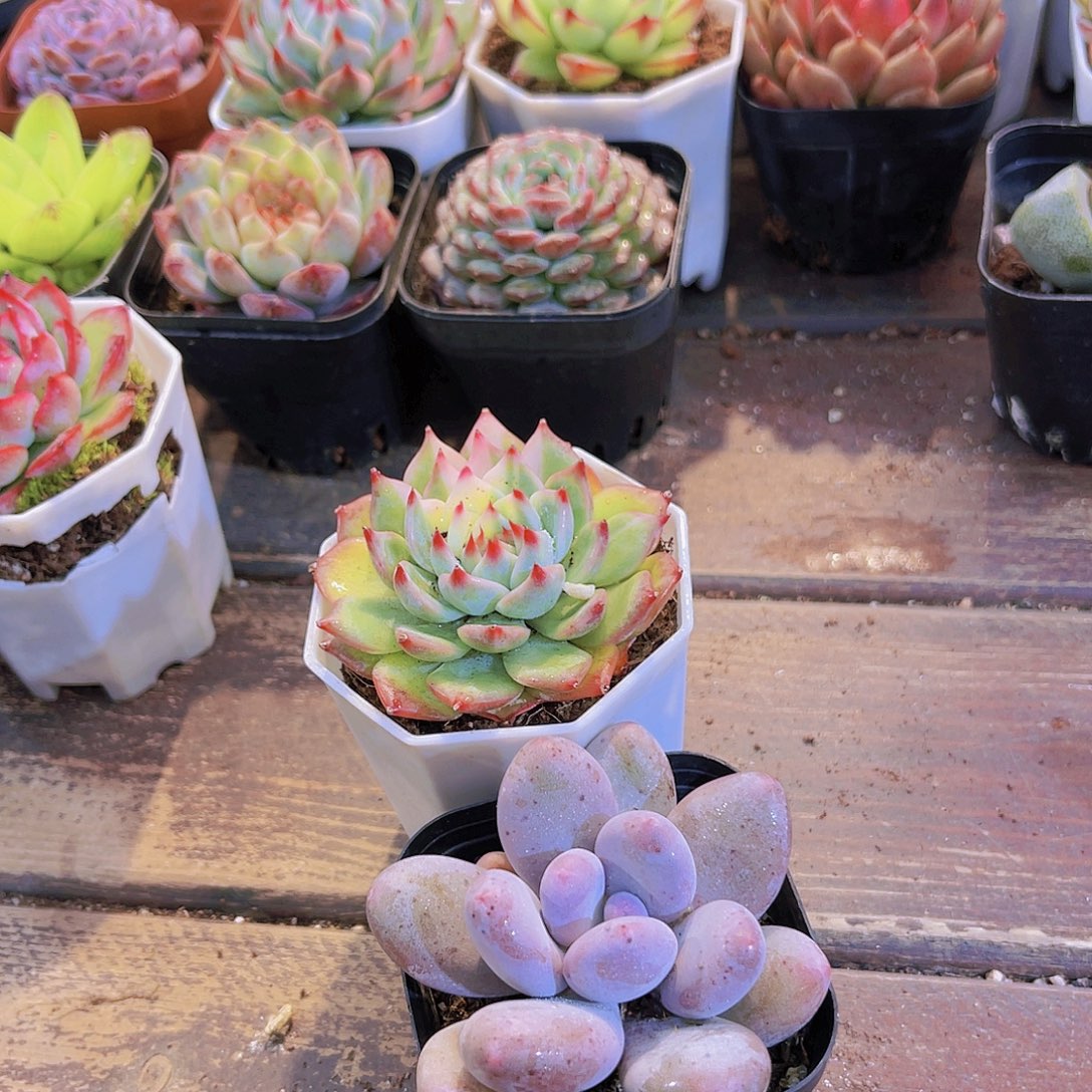 吉娃娃锦2盆➕桃美人